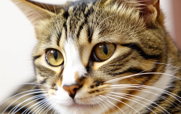 2026年还在下款的口子论坛有哪些,2026年最新口子在哪里? 2026年还在下款的口子论坛有哪些